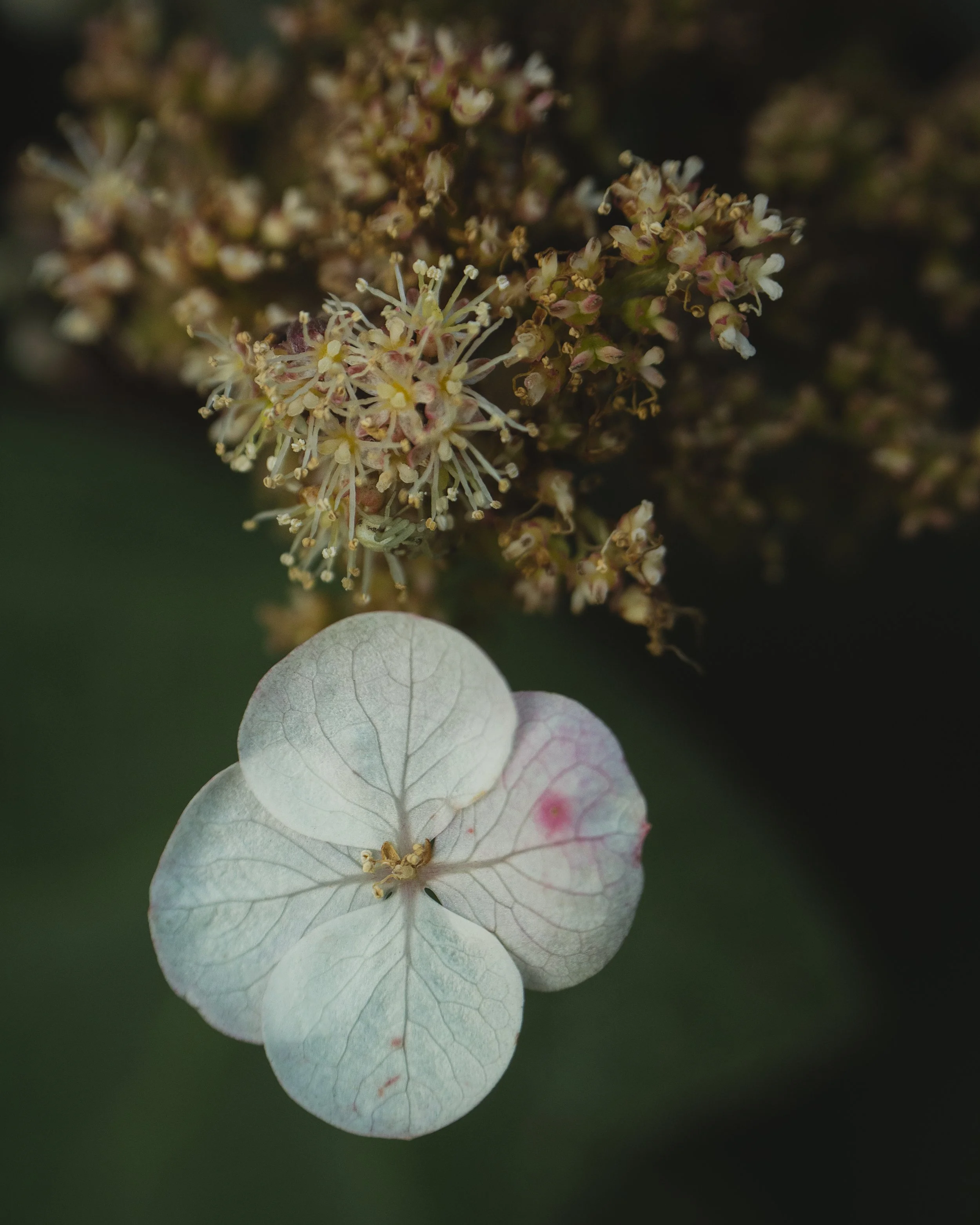 Florista Lensbaby_02.jpg