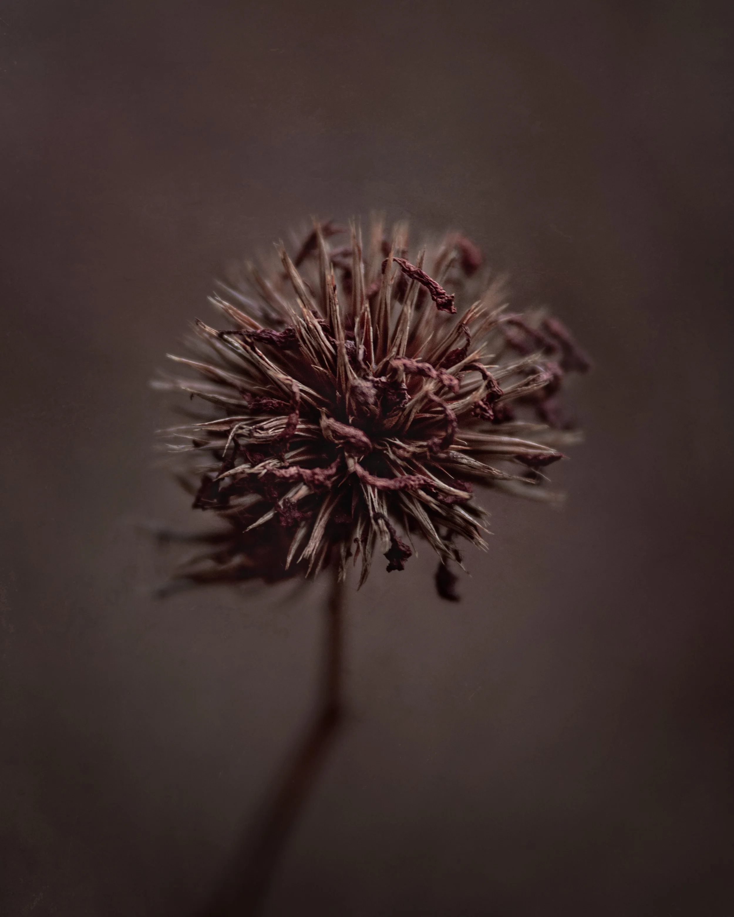 Sony & Canon Composition Fix 07.jpg