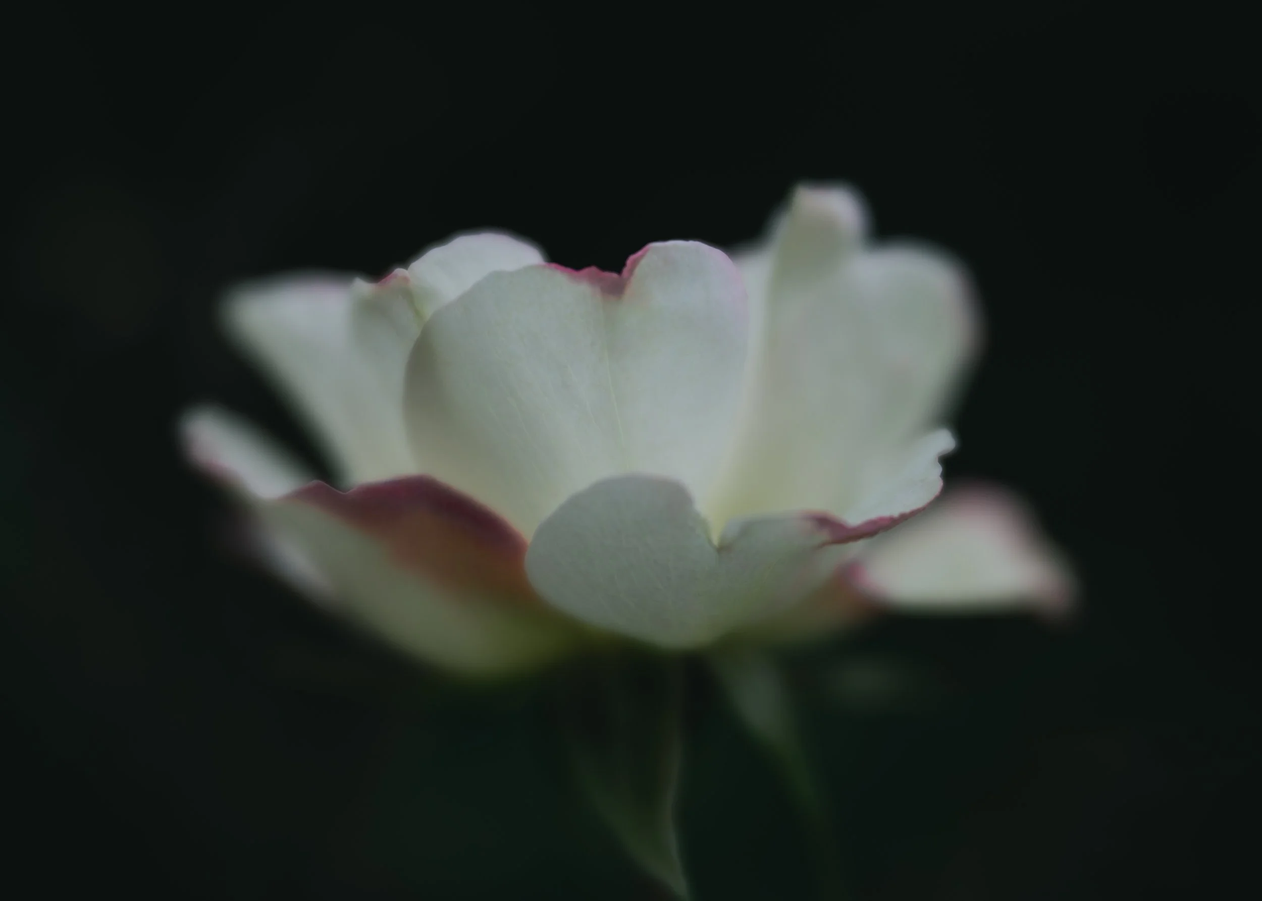 Lensbaby Velvet 56
