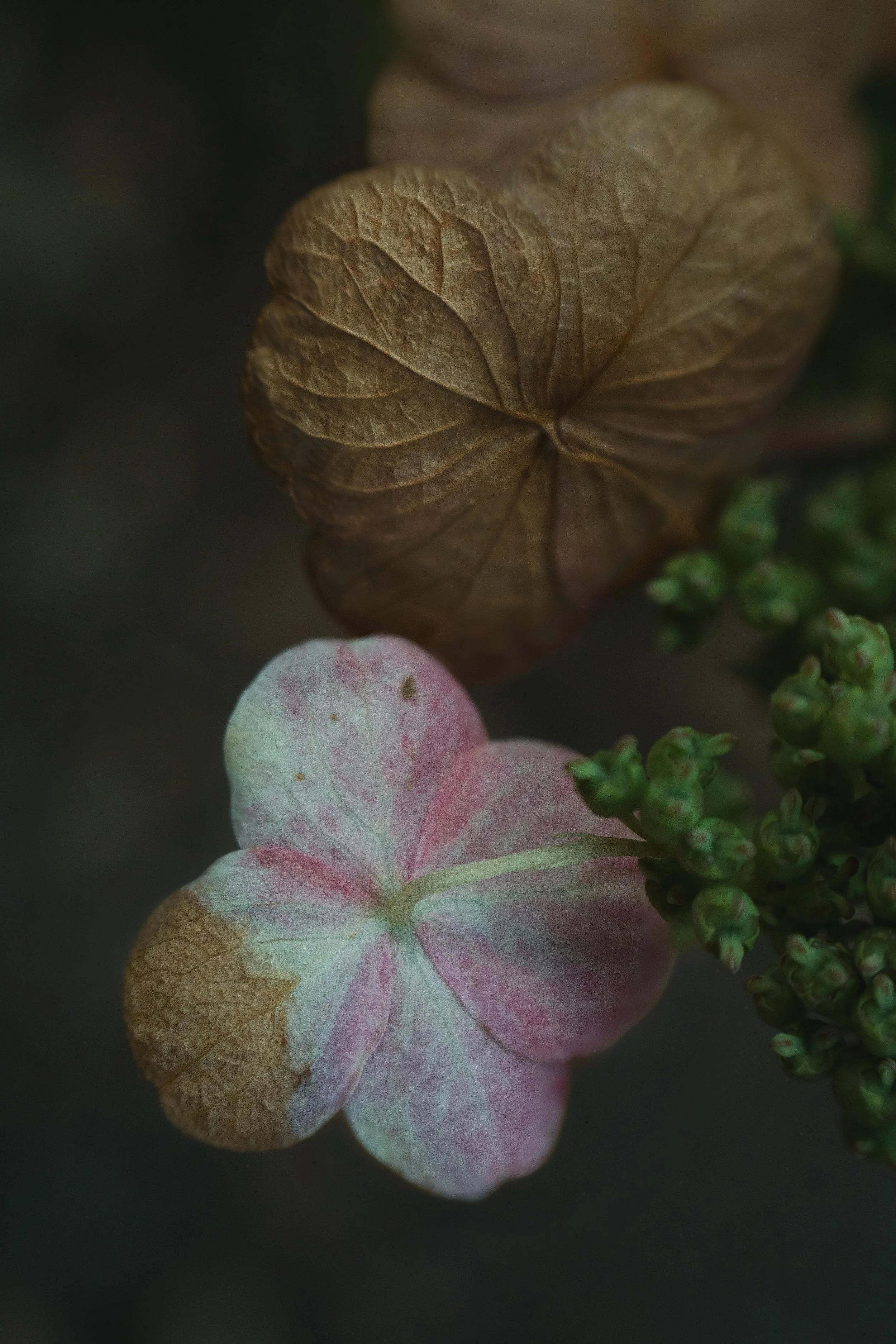 Florista Lensbaby_08.jpg