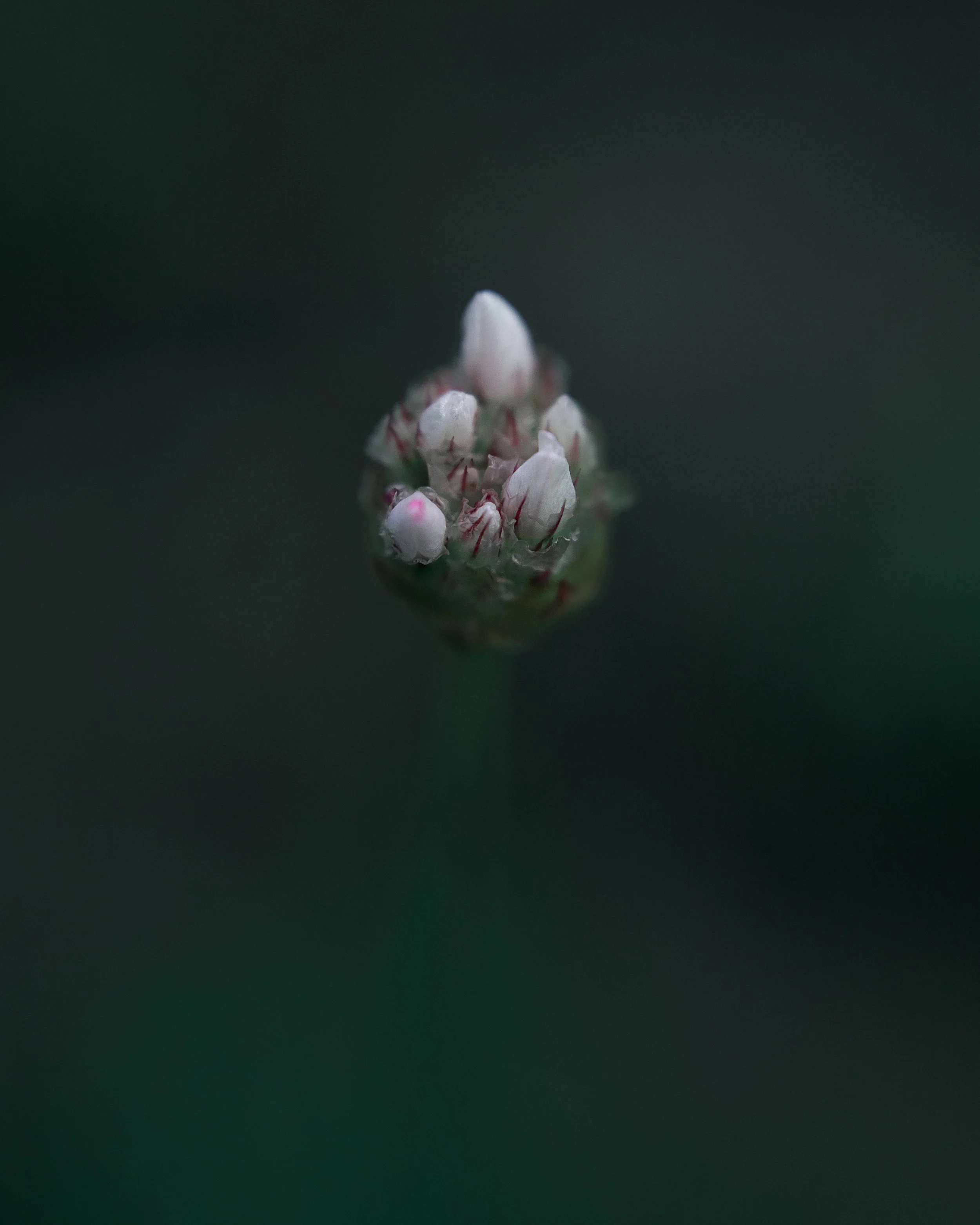Sony & Canon Composition Fix 04.jpg