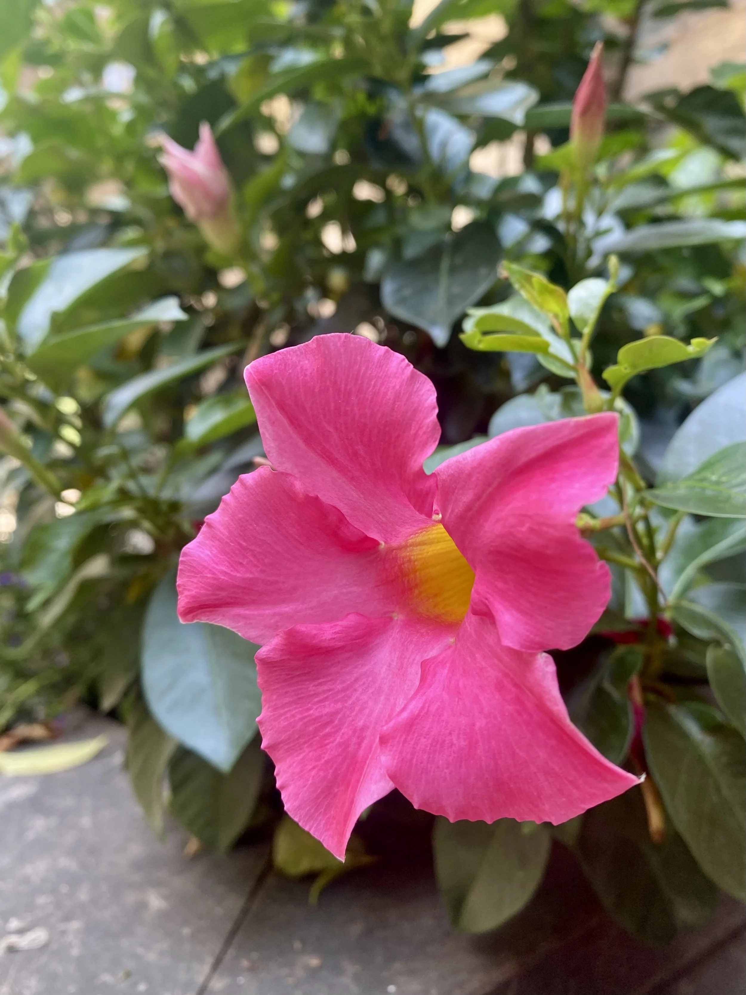 IMG_7702.jpeg
