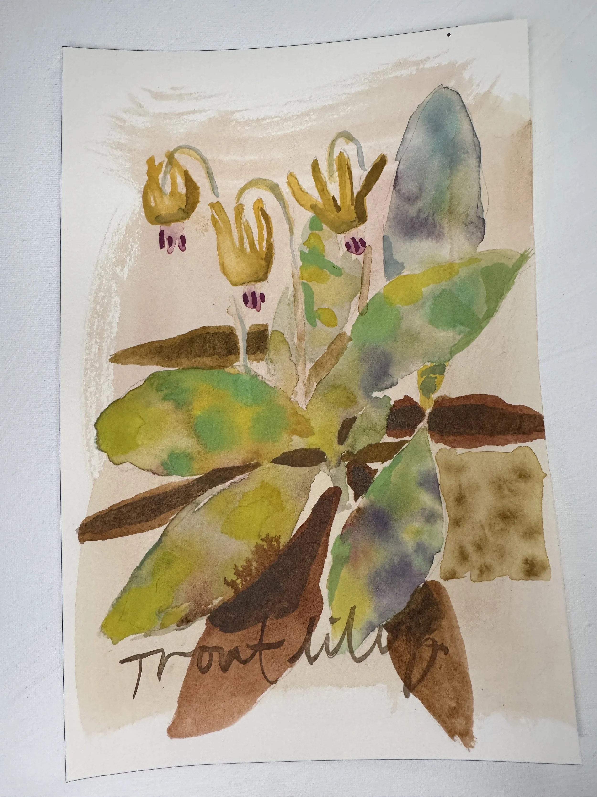 Trout Lily 7