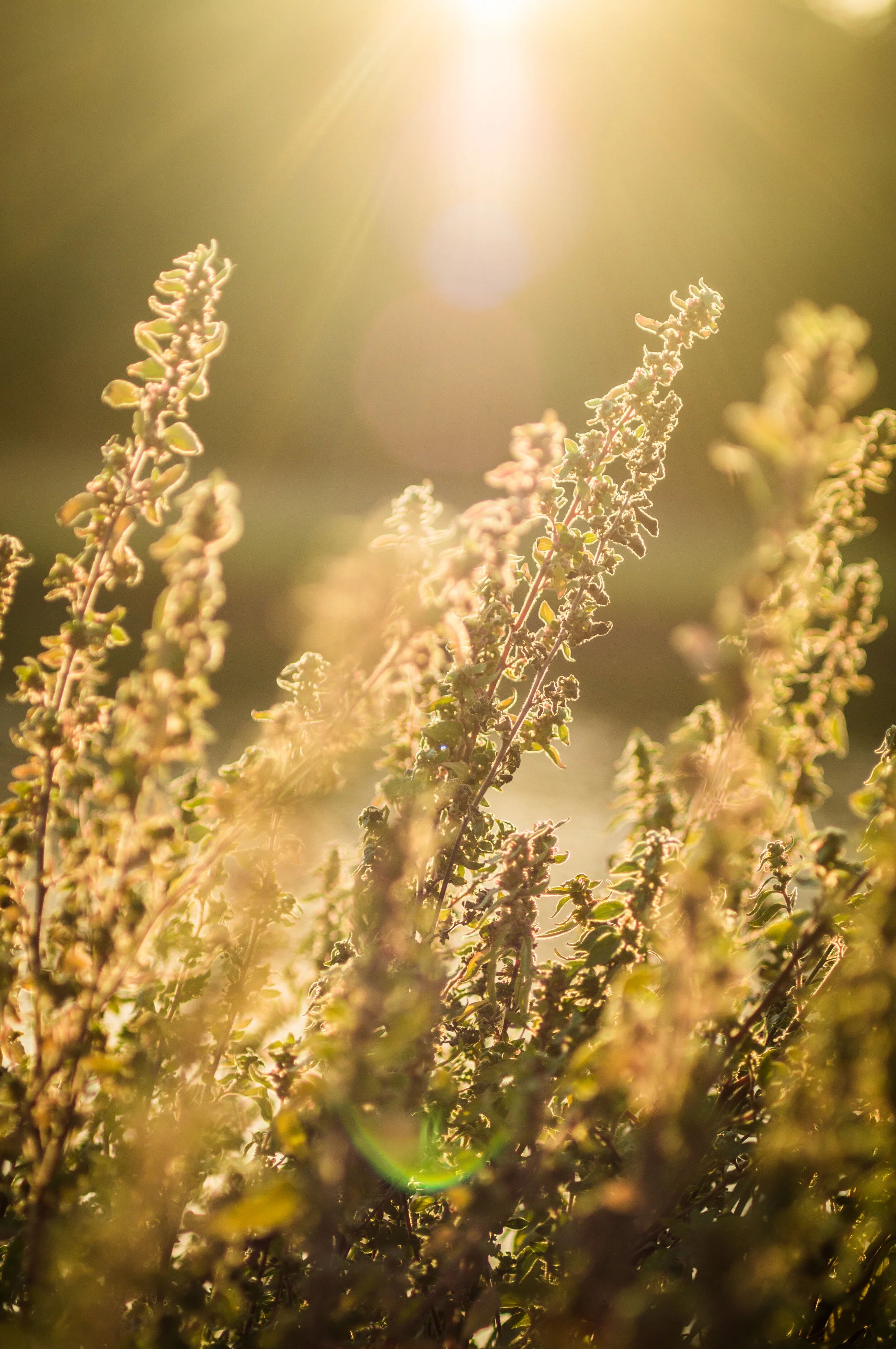 Lens flare 1 full Rez (1 of 1).jpg