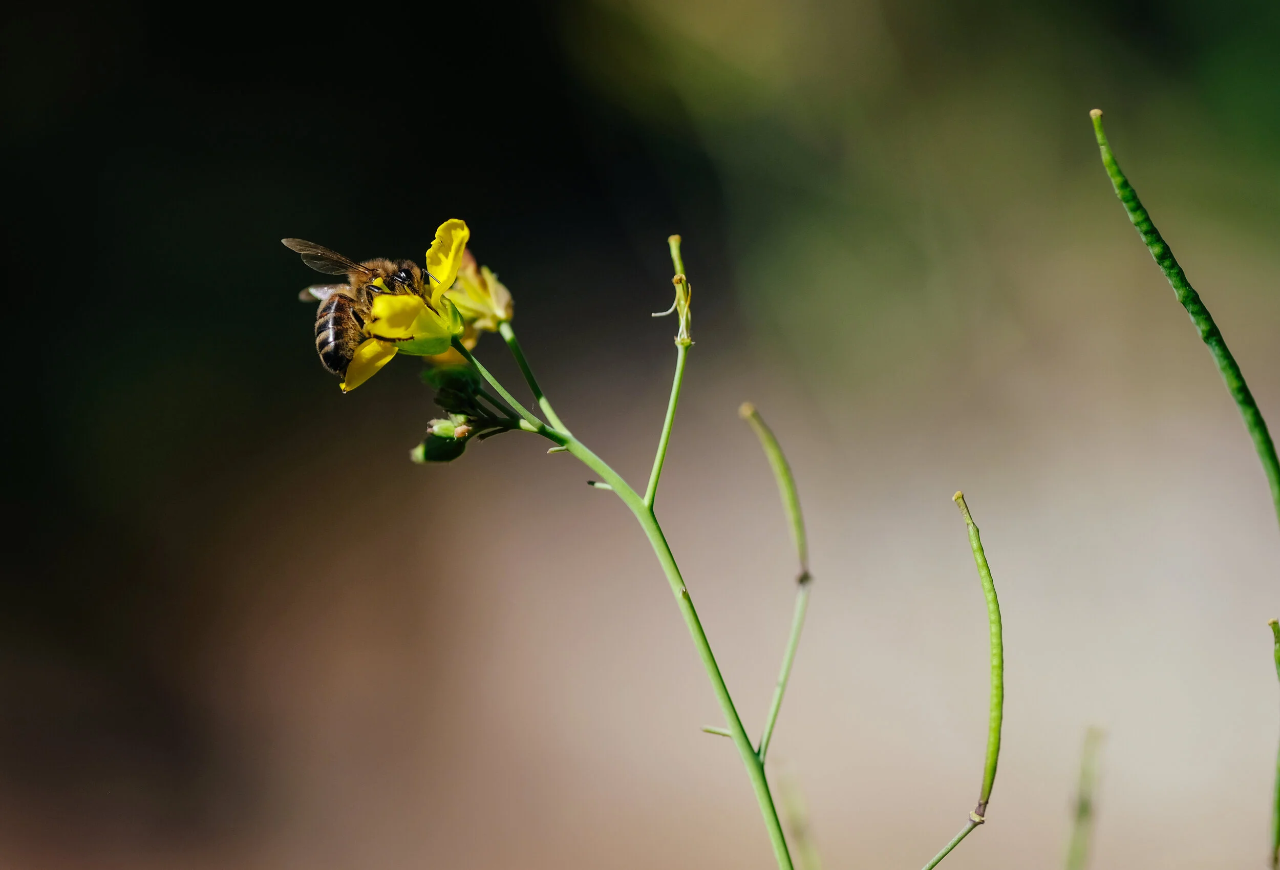 DSCF0052-2.jpg