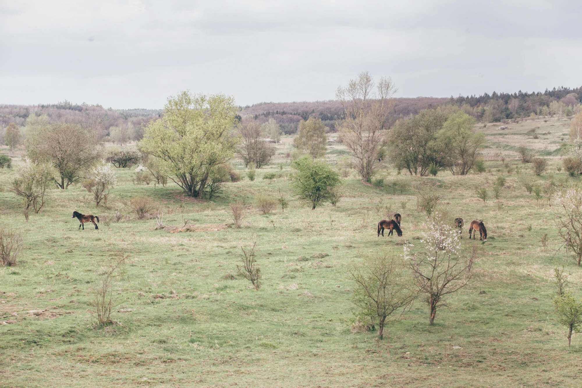 Dalibor Dostál o návratu původních živočichů do české přírody