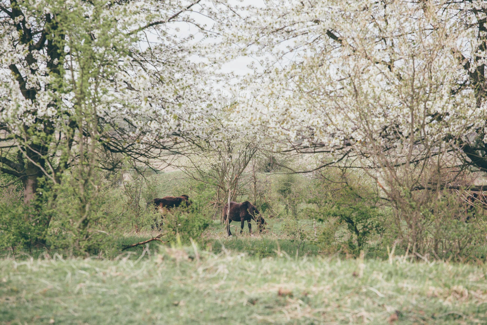 Pratuři a divocí koně chrání v Milovicích původní krajinu