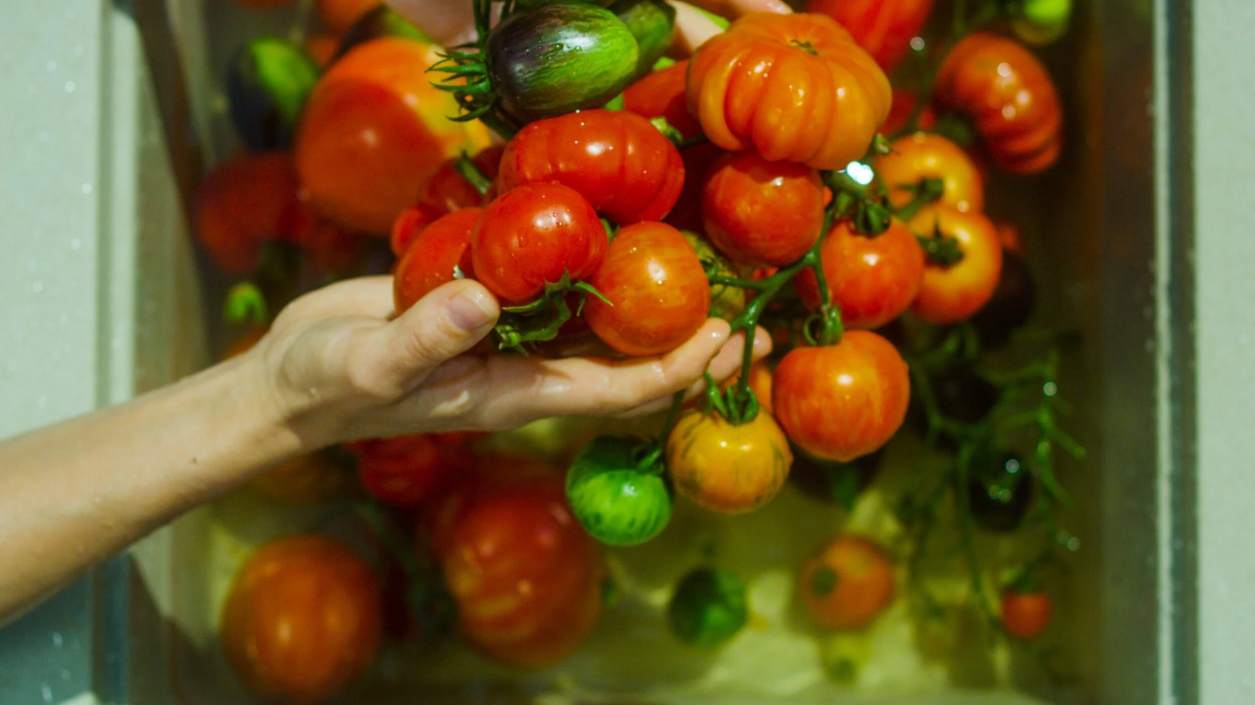Druhy Rajcat Poznejte nejzajímavější odrůdy rajčat — CULINA BOTANICA