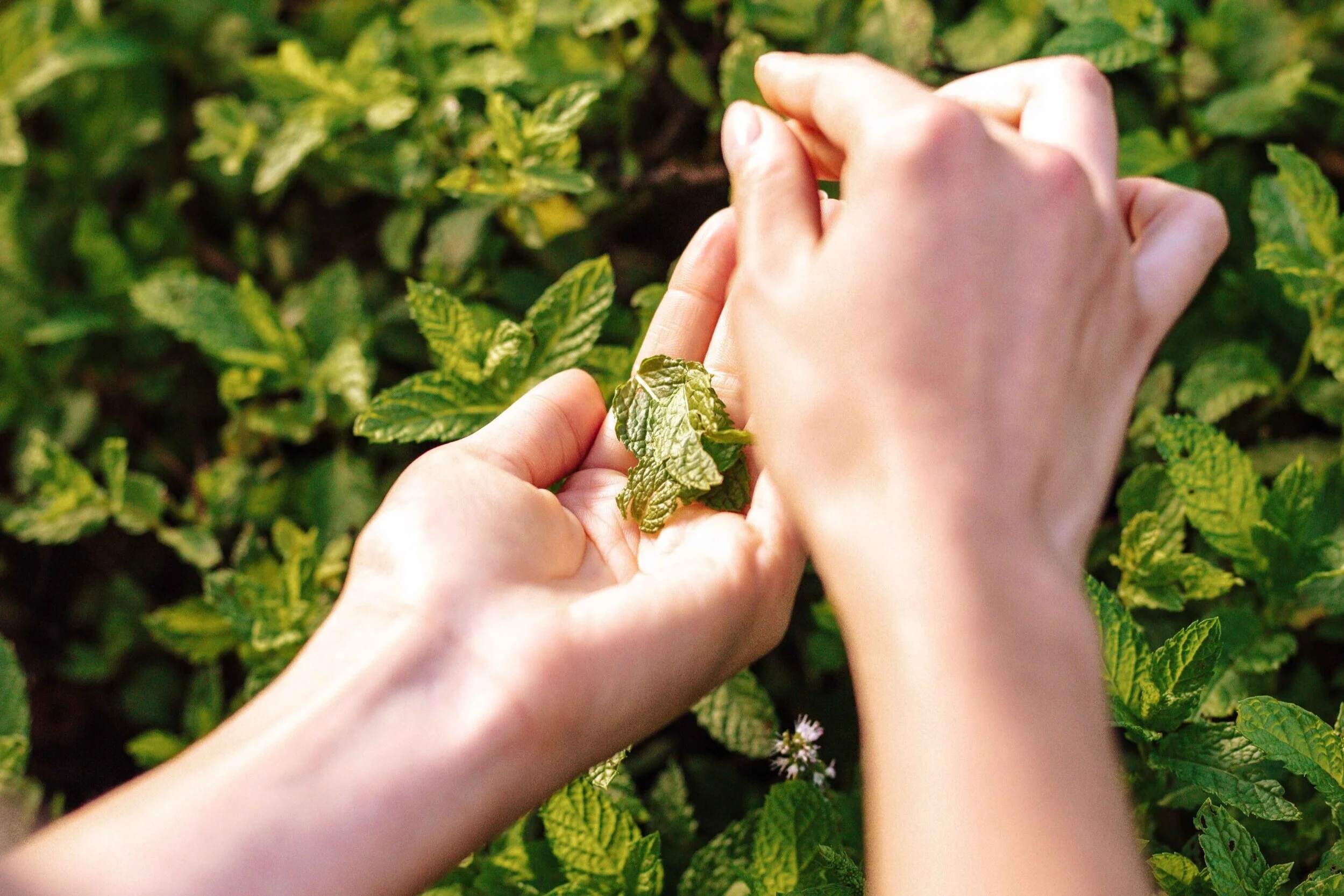 NAE_June_2020_ContentCalendar_Ingredient_Mint_4X5_3.jpg