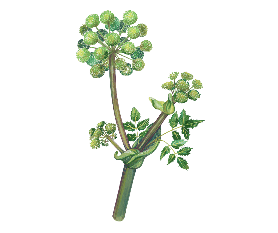 Andělika lékařská