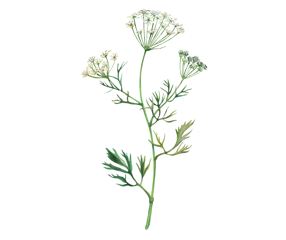 Anýz vonný / Bedrník anýz