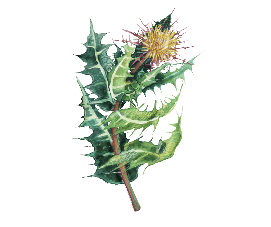 Benedikt lékařský