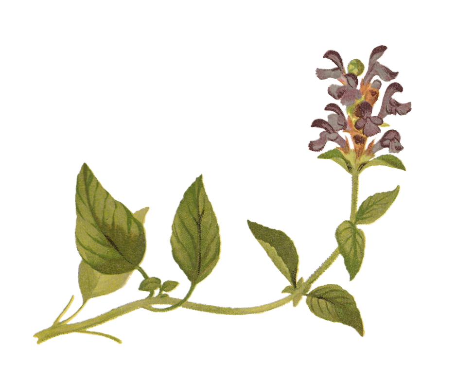 Mateřídouška úzkolistá