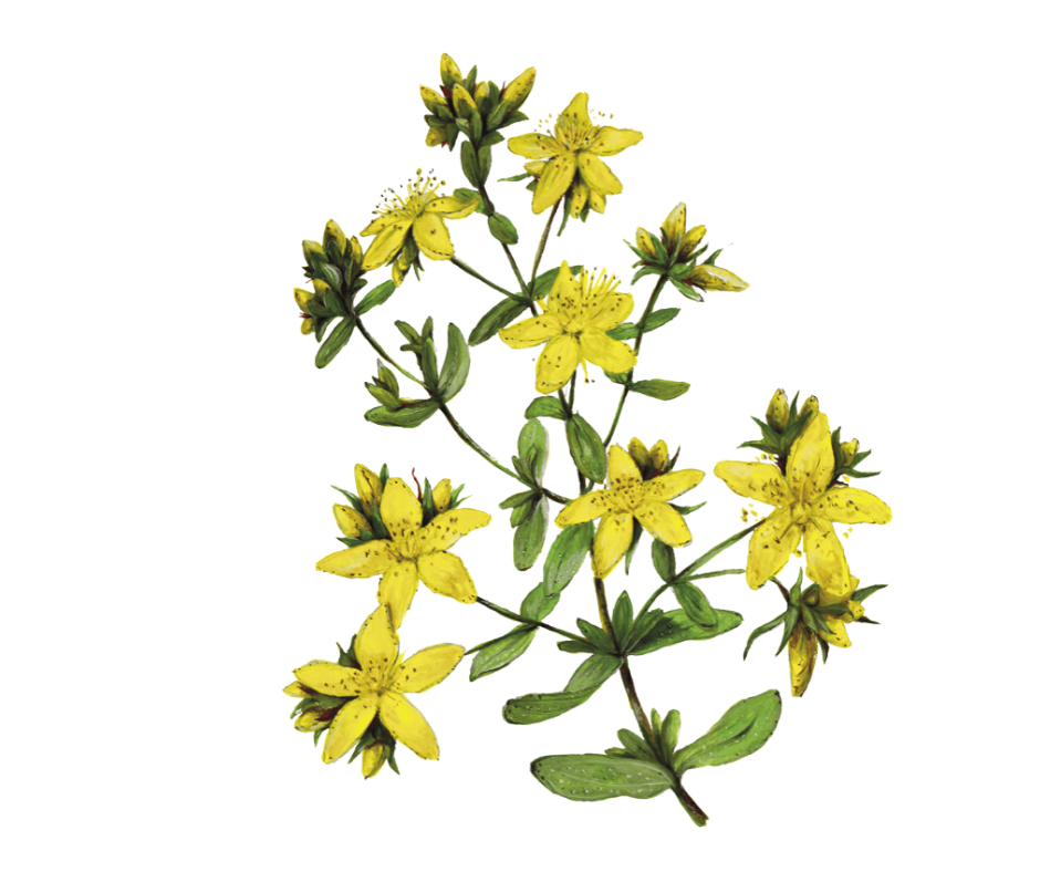 Třezalka tečkovaná