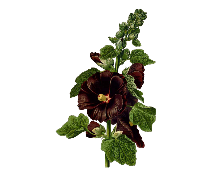 Proskurník lékařský