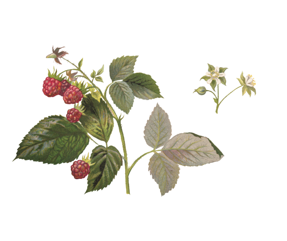 Ostružiník maliník