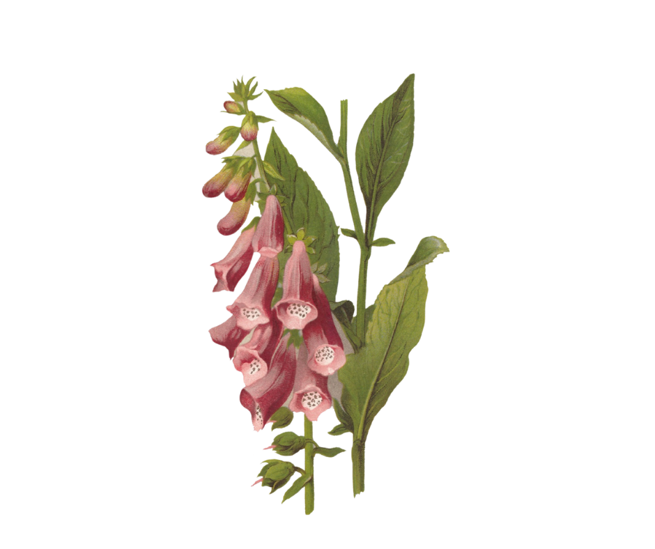 Náprstník červený