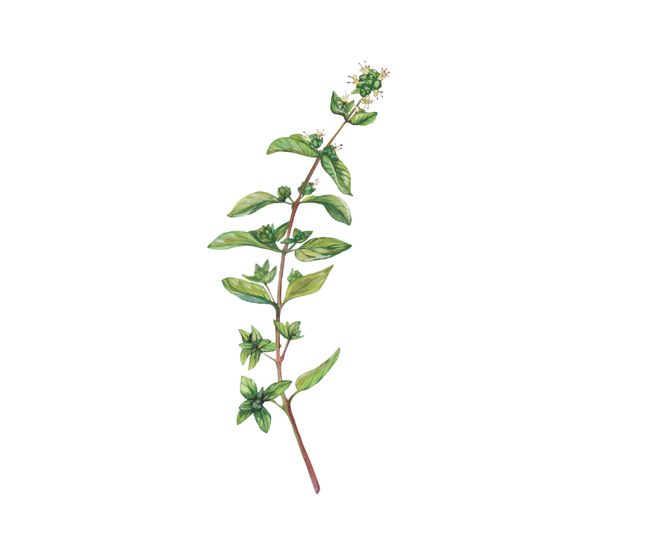 Majoránka zahradní