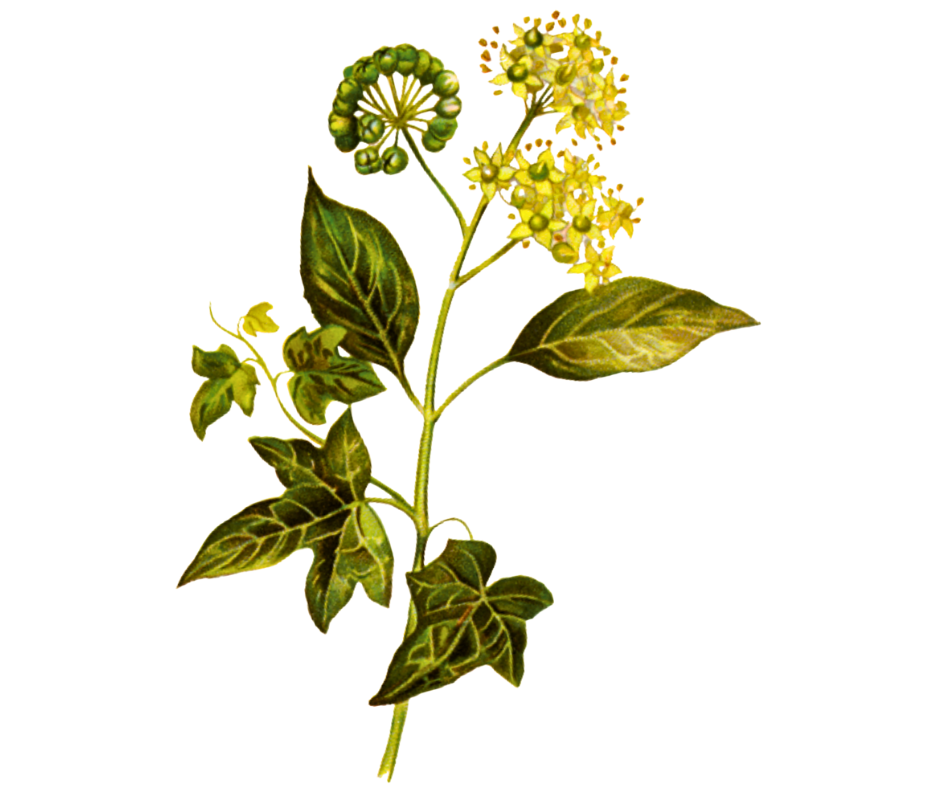 Břečťan popínavý