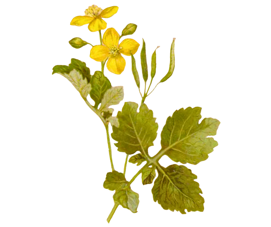 Vlaštovičník větší 