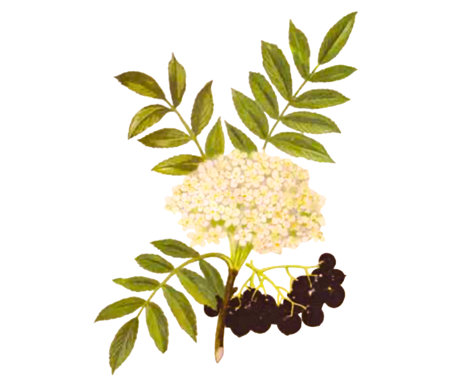 Temnoplodec černoplodý (aronie)