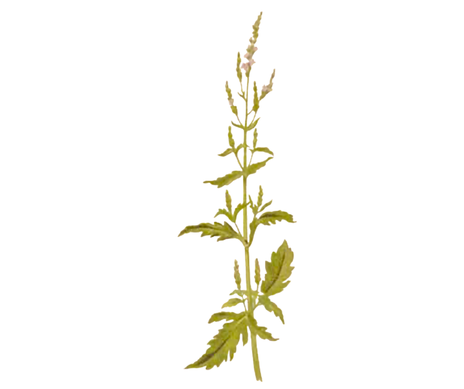 Sporýš lékařský (Verbena)