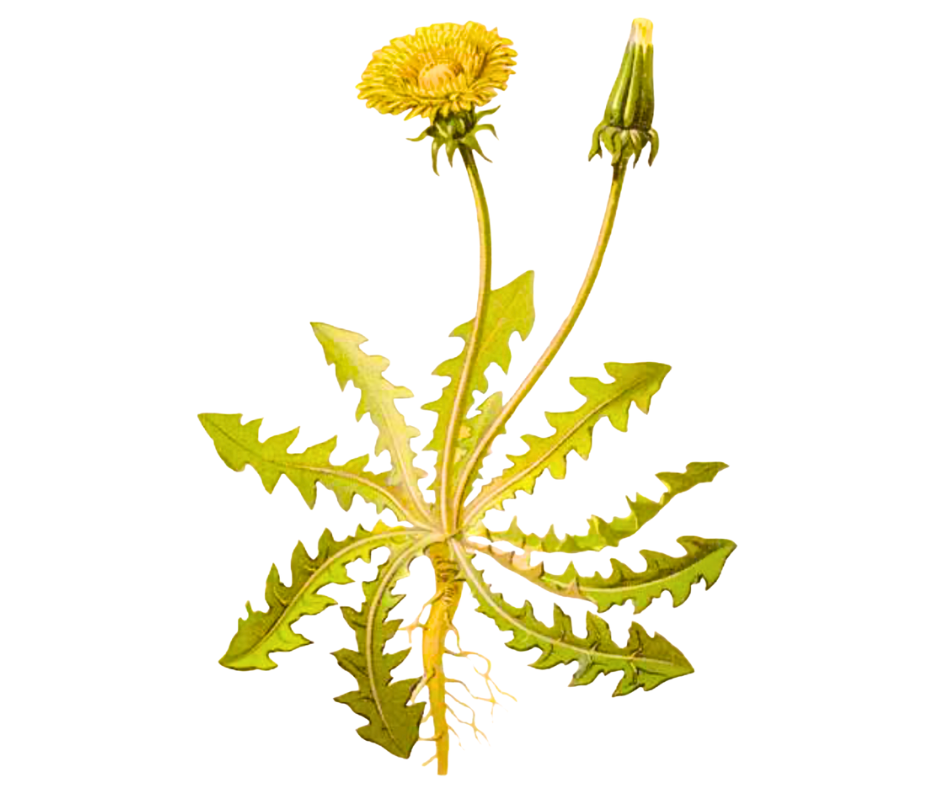 Smetanka lékařská (Pampeliška)