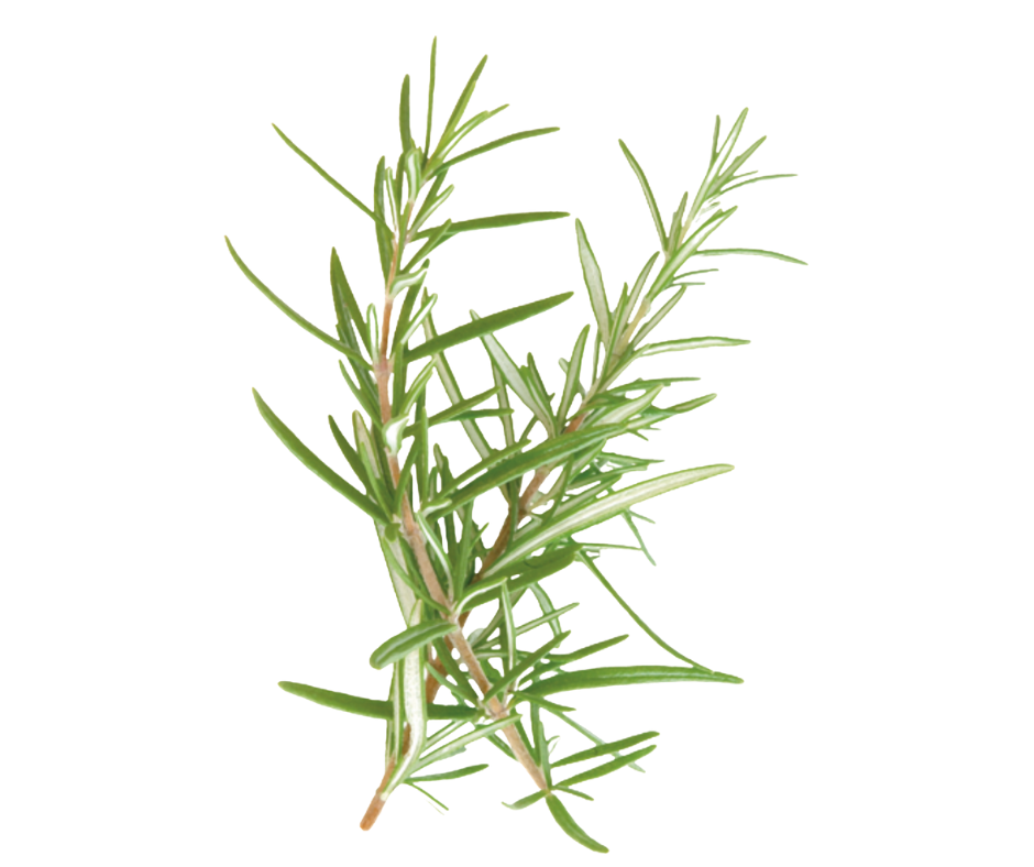 Rozmarýn lékařský