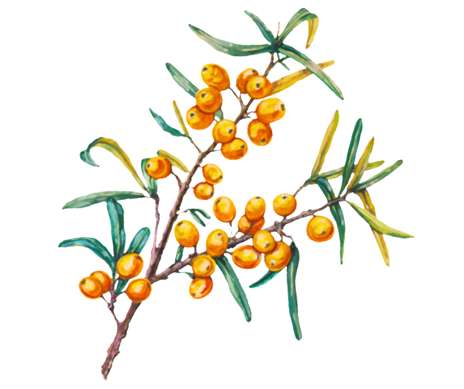 Rakytník řešetlákový