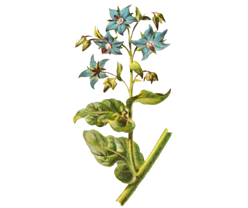 Brutnák lékařský