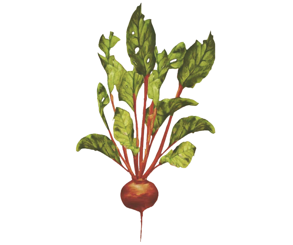 Červená řepa