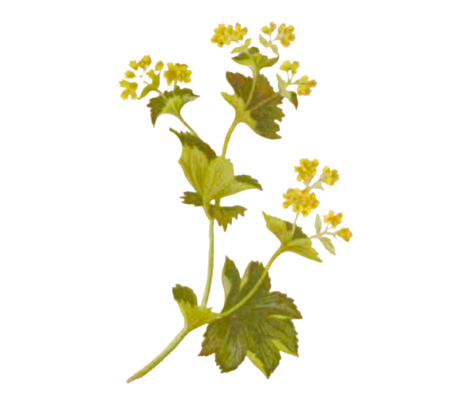 Kontryhel žlutozelený