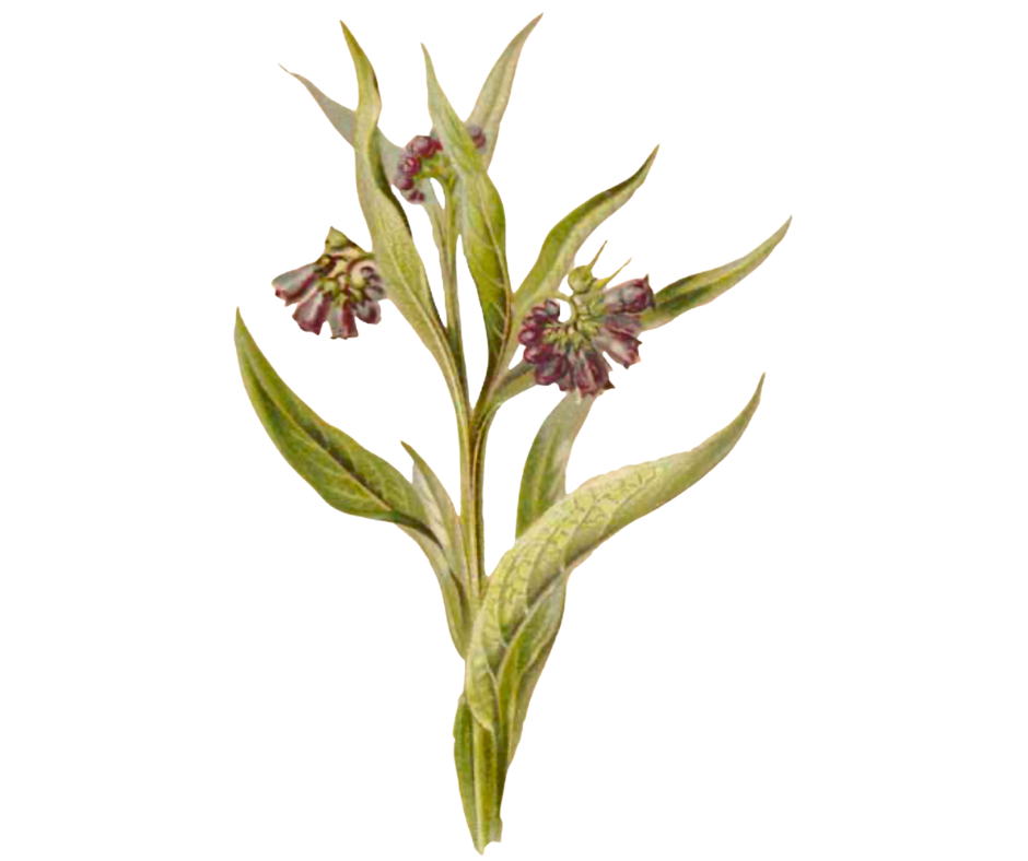 Kostival lékařský