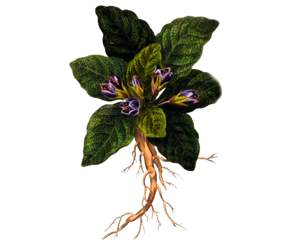 Pokřín lékařský (mandragora)