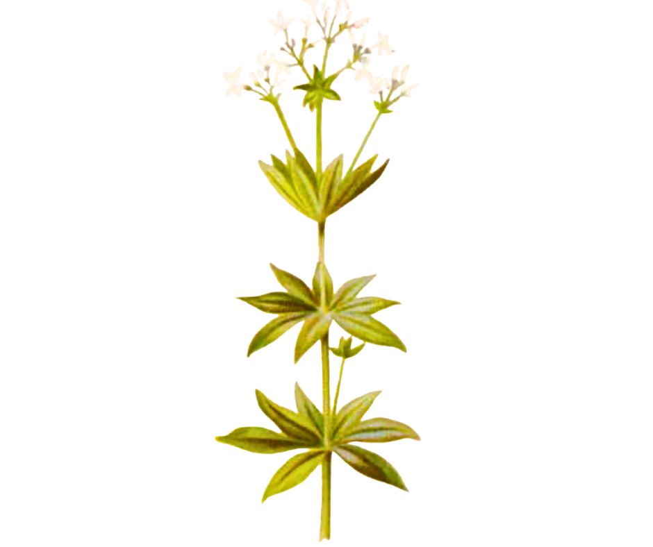 Mařinka vonná (Svízel vonný)