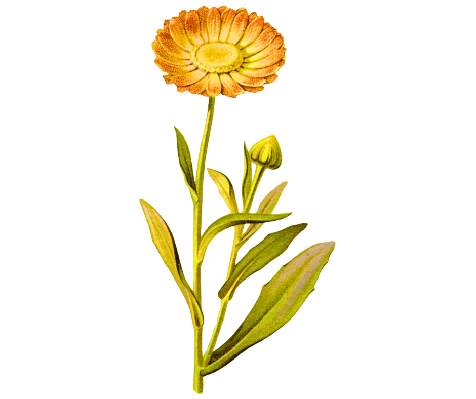 Měsíček lékařský