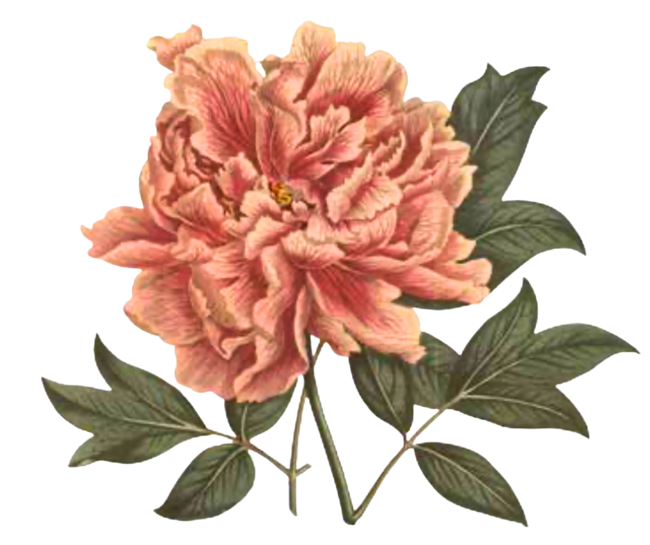 Pivoňka lékařská