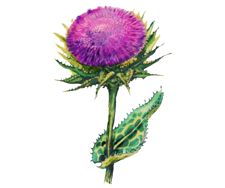 Ostropestřec mariánský