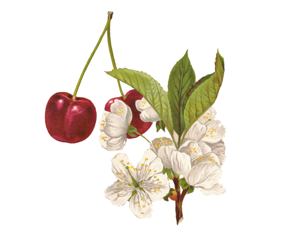 Třešeň ptačí / Višeň obecná