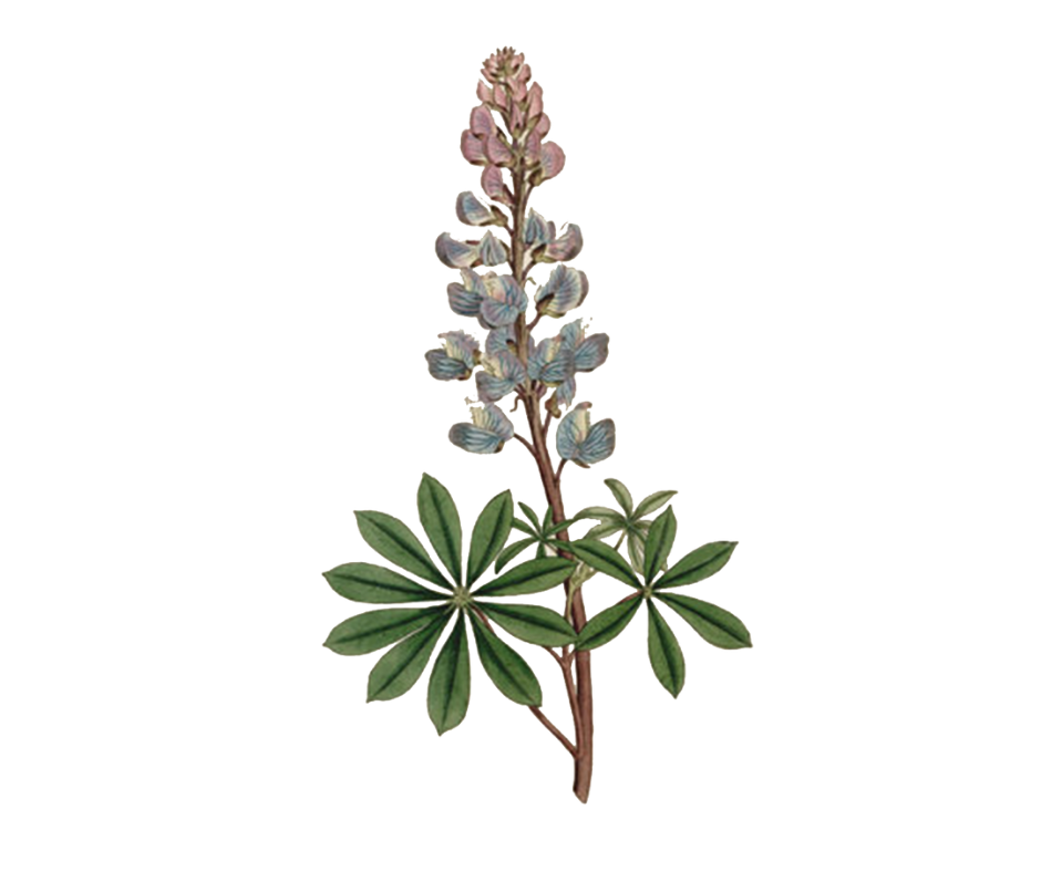 Lupina bílá / Lupina žlutá