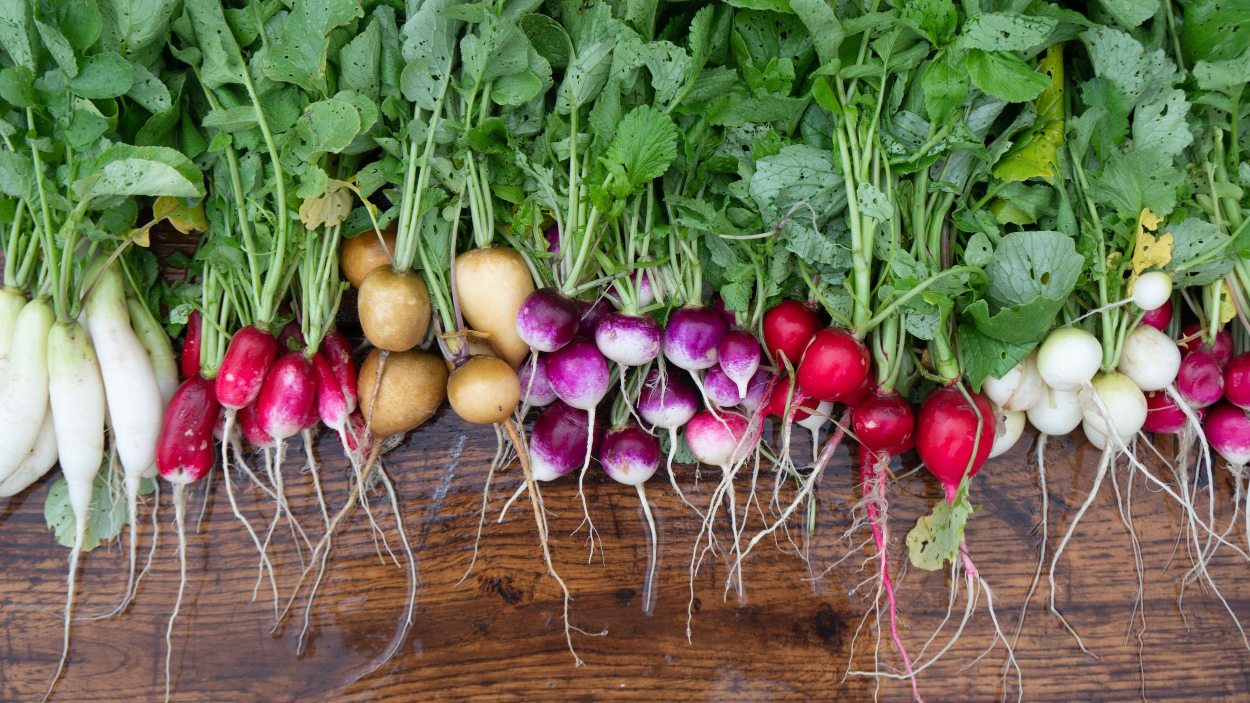 Nejpestřejší odrůdy ředkviček