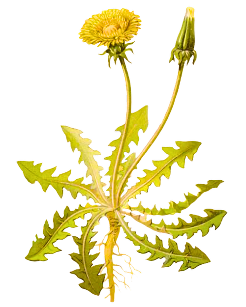 Smetanka L ka sk Pampeli ka CULINA BOTANICA smetanka-l-ka-sk-pampeli-ka-culina-botanica