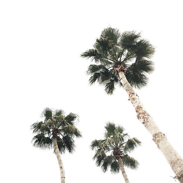 🌴The winter months are my busy season for AirBnb.  I have some families that book far in advance and some that book at the last minute because they want palm trees and sand filled weekends instead of snow and sleet.  The variations in these bookings