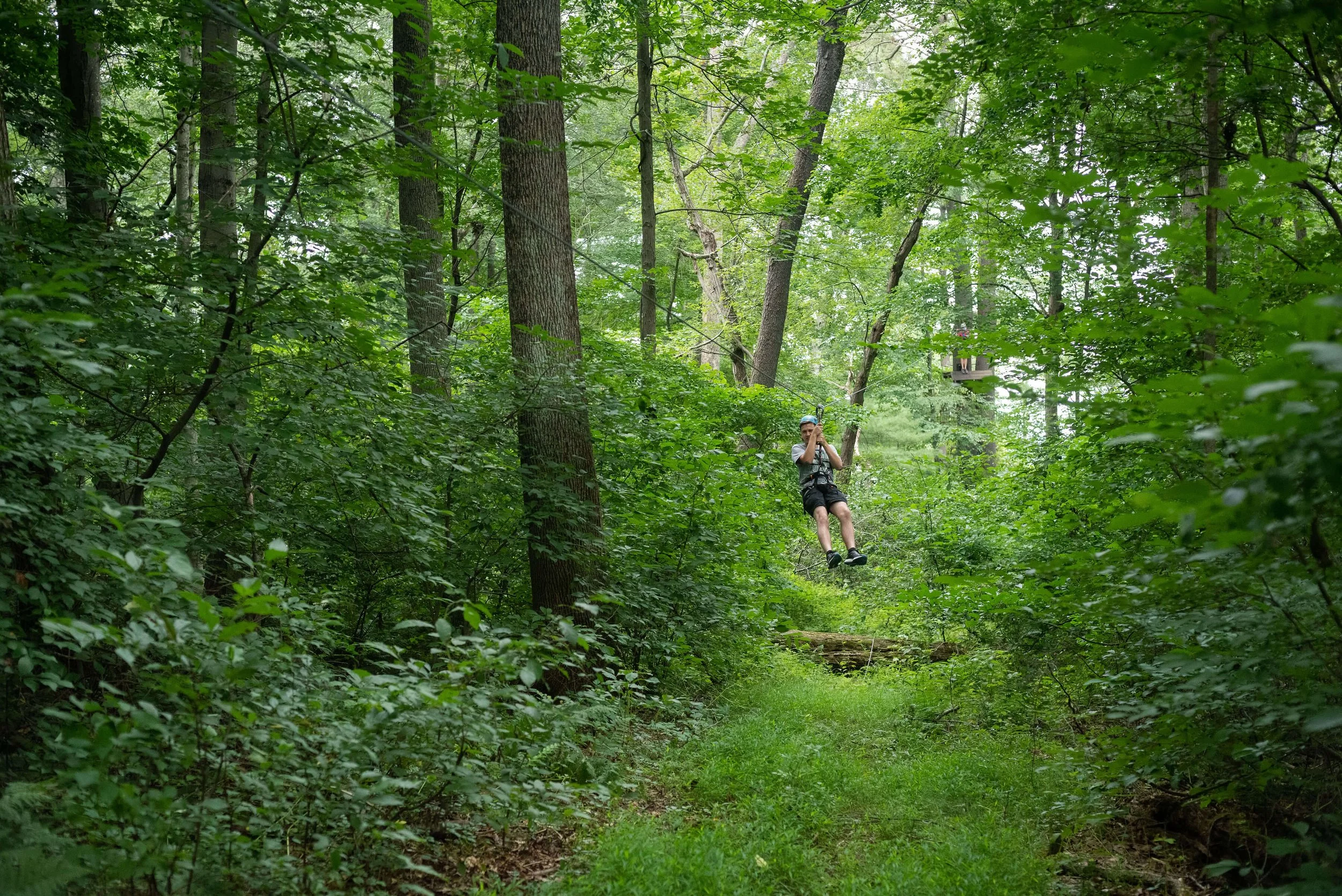 zipline-forest.jpg