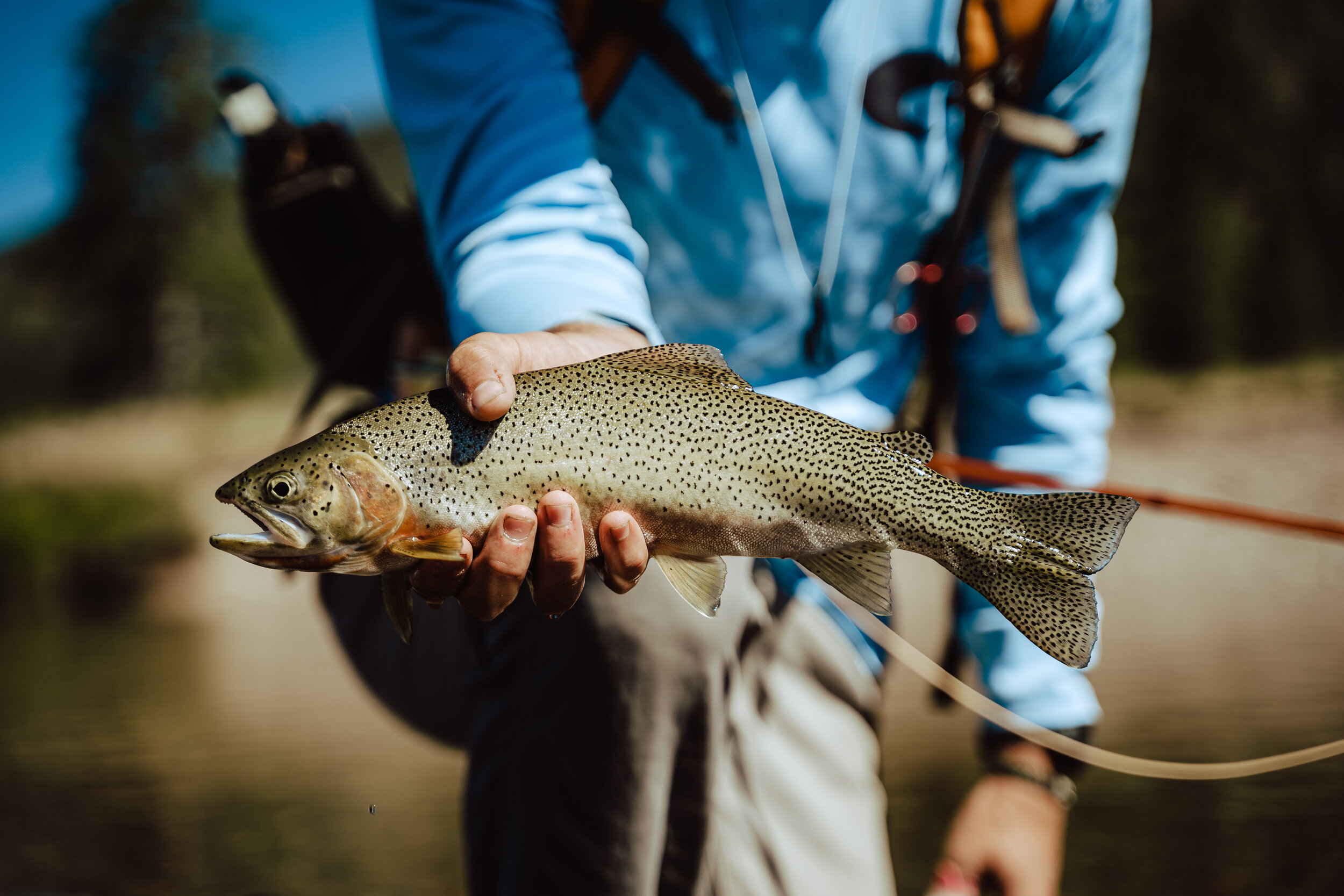 The Bob — Tall Tails Fly Fishing