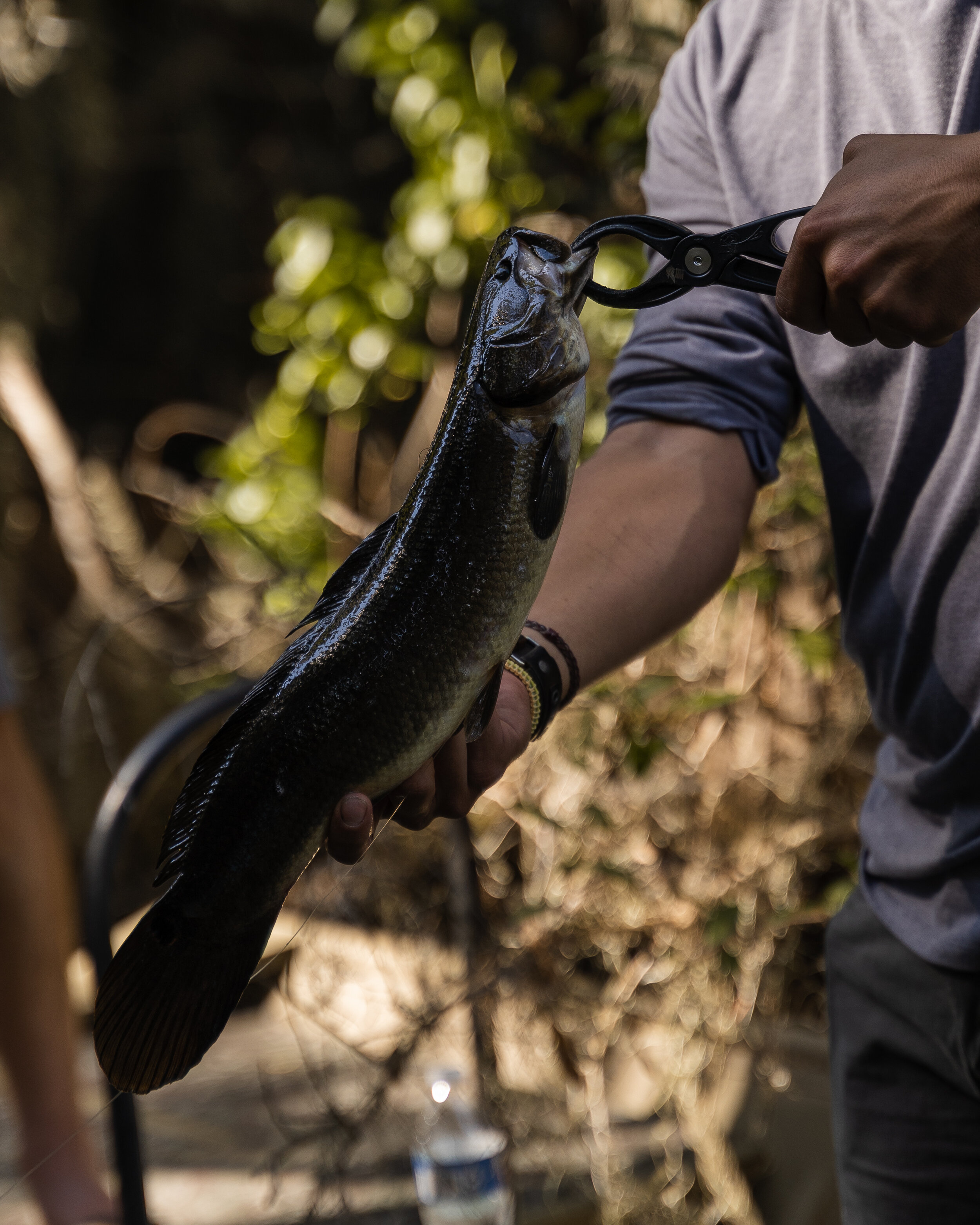 Cryptid Creatures — Tall Tails Fly Fishing