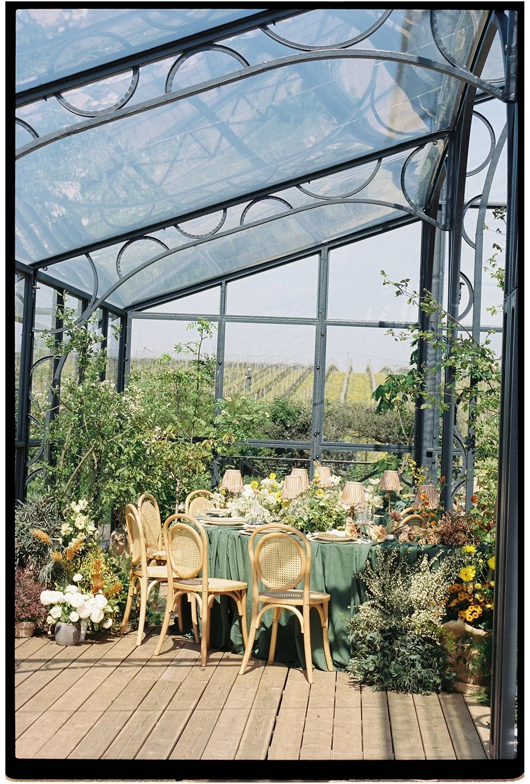 00002_MINERVA_VINES_FILM.jpg