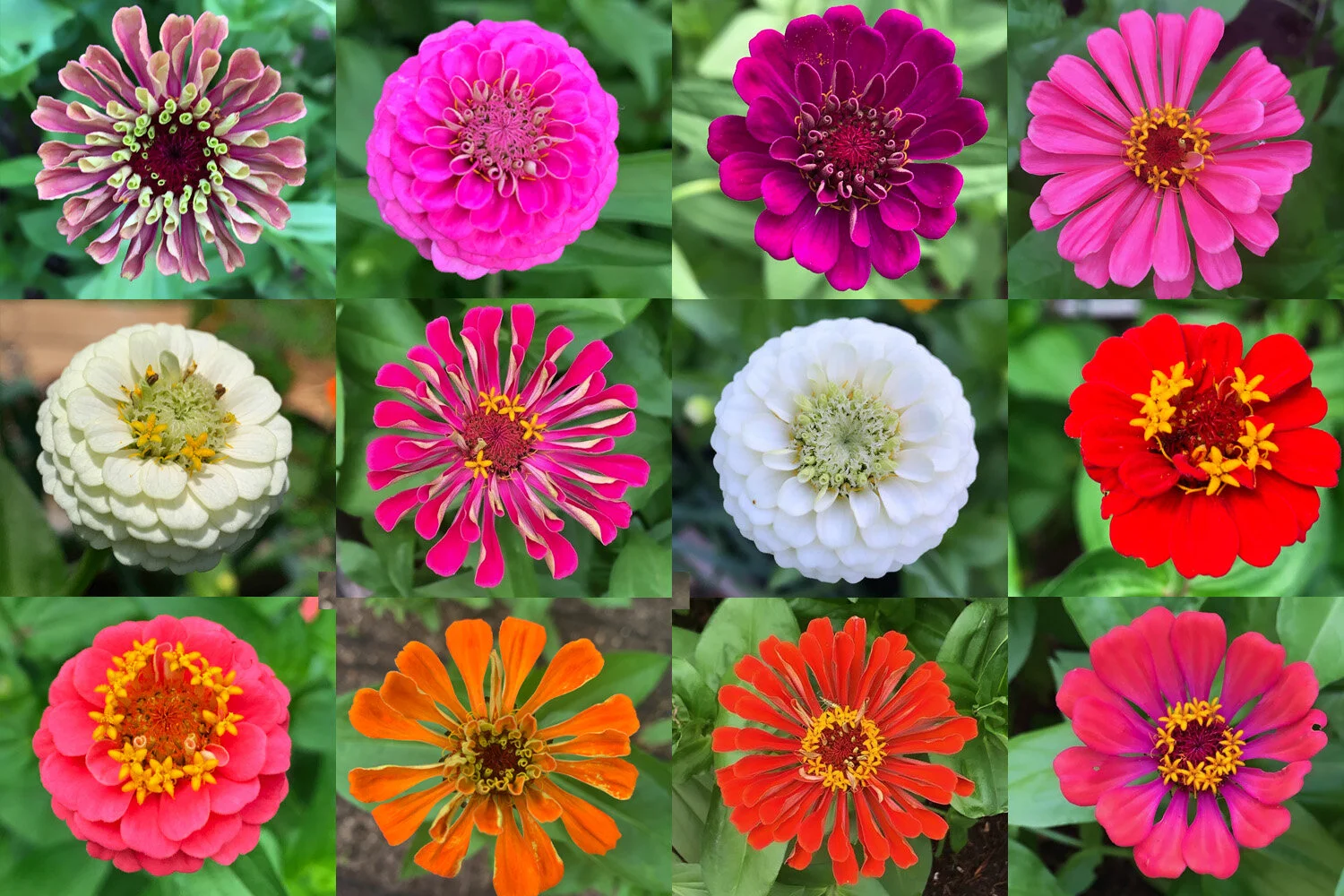Zinnia Varieties Zinnia Varieties