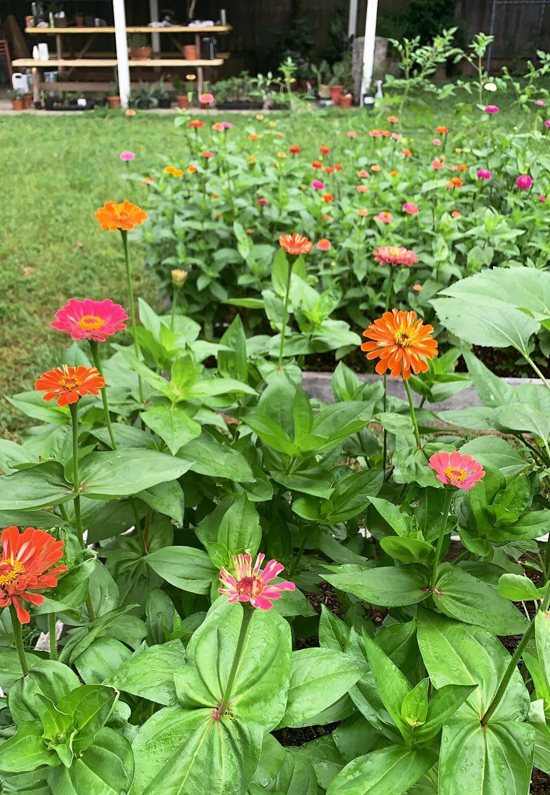 Image of Peppers and zinnias