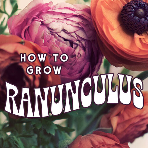 How to Grow Ranunculus — Joy Max Jardín